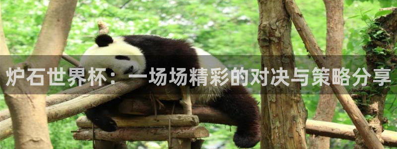 世界杯视频：炉石世界杯：一场场精彩的对决与策略分享