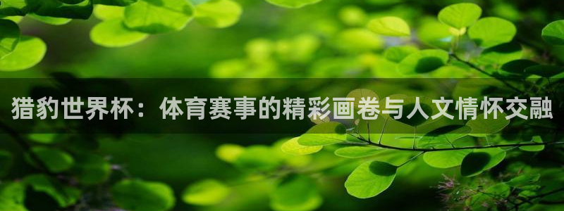 2026世界杯对阵图：猎豹世界杯：体育赛事的精彩画卷与人文情怀交融